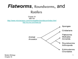 Flat and Round worms
