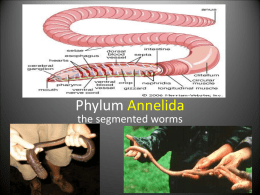Phylum Annelida - Mr. Lesiuk