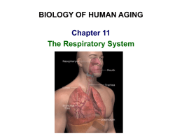 92) Respiratory System ch 11 - Cal State LA