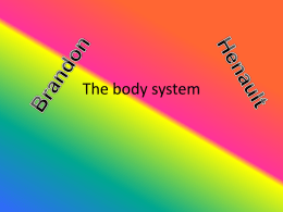 The body system