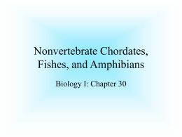 Nonvertebrate Chordates, Fishes, and Amphibians