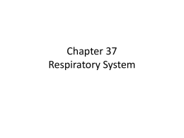Chapter 37 Respiratory System