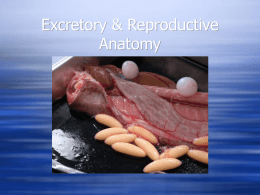 Excretory & Reproductive Anatomy