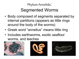 Phylum Annelida: Segmented Worms