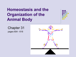 Tissues & Homeostasis, chap. 31