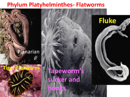 Phylum Platyhelminthes- Flatworms Tiger Flatworm