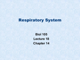 NVC_Bio105_lect18_respiratory_BLM