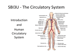 SBI3U - The Circulatory System
