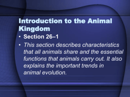 What Is an Animal?