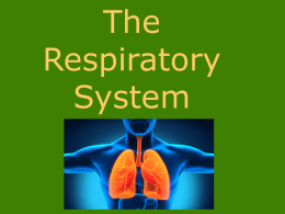 Respiratory system notes