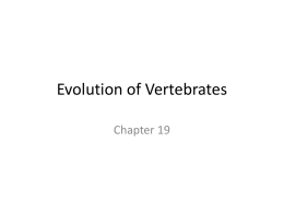 Evolution of Vertebrates