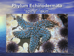 Echinodermata - Part 1 - Ms. Marcos` Biology Wiki