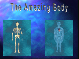 The Amazing Body