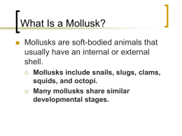 What Is a Mollusk?