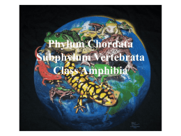 Phylum Chordata Subphylum Vertebrata Class Amphibia