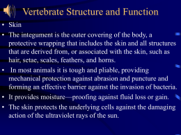 脊椎动物的结构与机能