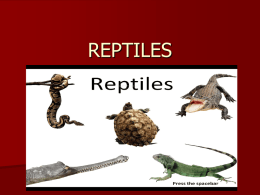 reptiles - CHRISSSSSSS