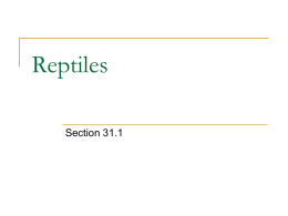 Reptiles - walker2013
