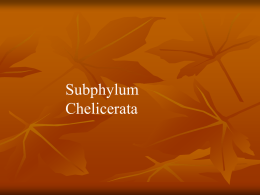 subphylum chelicerata 2 ppt