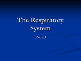 The-Respiratory-System