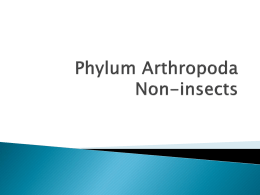 Phylum Arthropoda Non