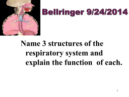 Name 3 structures of the respiratory system and explain the function