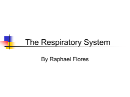 Respiratorysystem
