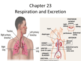Chapter 23 Respirati..