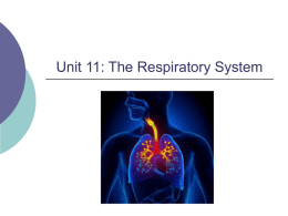 Unit 11 Respiratory System