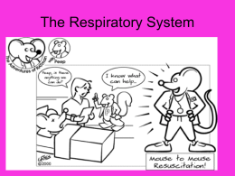 Respiratory System of Pig