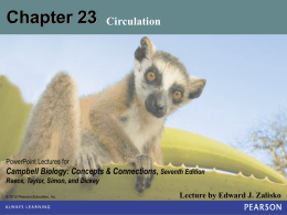 Chap 23 — CV System, Part 1