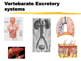 Vertebarate Excretory systems