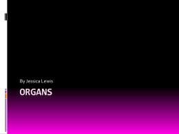 Organs[1][1] - Allium-textile