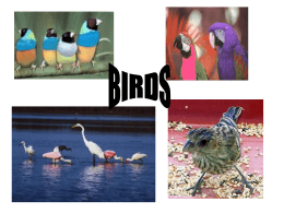 6 Characteristics of Birds - NGHS