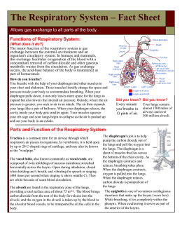 The_Respiratory_System_powerpoint3