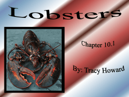 Lobsters - csnmarsci