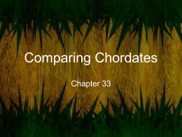 Comparing Chordates