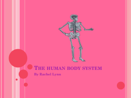 The human body system