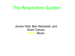 Respiratory System Yellow