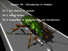 Chapter 34-Introduction to Animals-B
