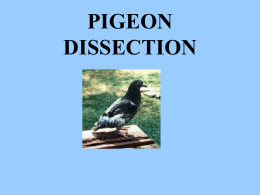 pigeon dissection - local.brookings.k12.sd.us