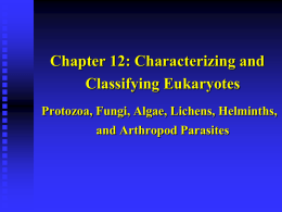 Characterizing and Classifying Eukaryotes