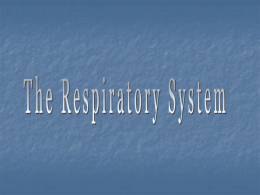 1. Pulmonary ventilation