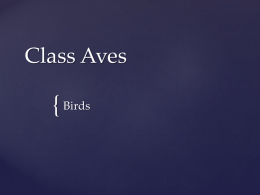 Class Aves (Birds)