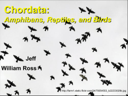 Chordata: Amphibans, Reptiles, and Birds