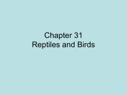 Chapter 31 Reptiles and Birds