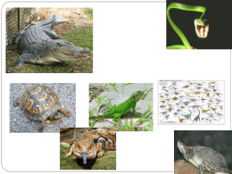 Reptiles - lhsmedley