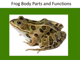 frogbodypartsandfunctions2014-140508154132