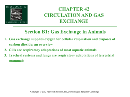 Gas Exchange in Animals 1. Gas exchange supplies oxygen for