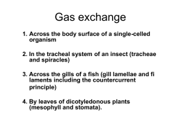 Gas exchange - s3.amazonaws.com